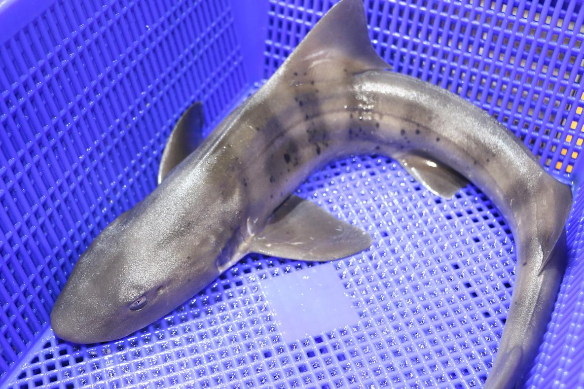 さめ‪ ·͜· サメ、長い沈黙を破る。世界初、サメが出すクリック音を記録