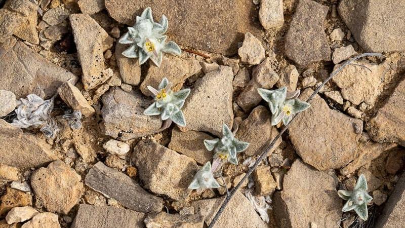 新種の向日葵 その名も｢フワモコな悪魔｣。約50年ぶりにヒマワリの仲間が新発見される