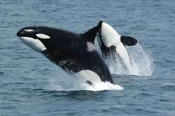 シャチの個体識別🐬 - 丸山太一