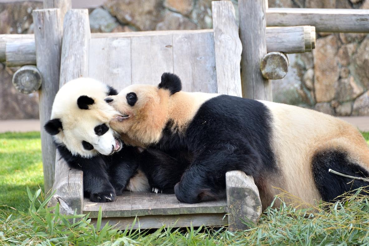 動物園から消える…? 今のうちに見ておきたい「国内レア動物 動物園から消える…? 今のうちに見ておきたい「国内レア動物