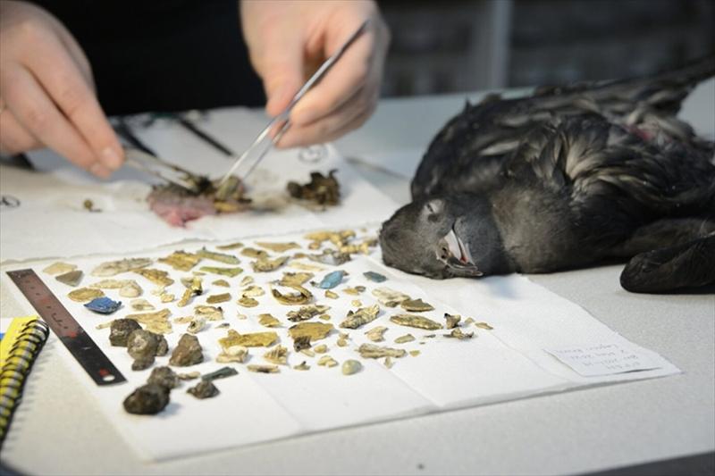 体長40cmの巨大ナナフシが発見される | ギズモード・ジャパン