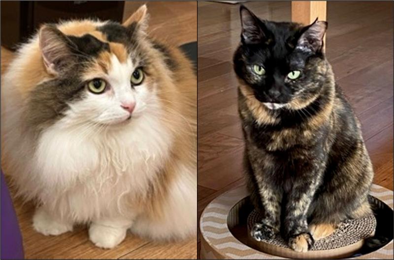 猫がいずれ人類を救うかも。茶トラ猫にオスが多い理由 | ギズモード
