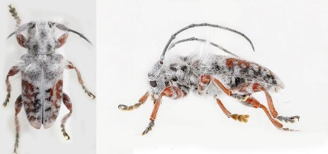 世界で話題になった虫にまつわる3つの不思議 | ギズモード・ジャパン