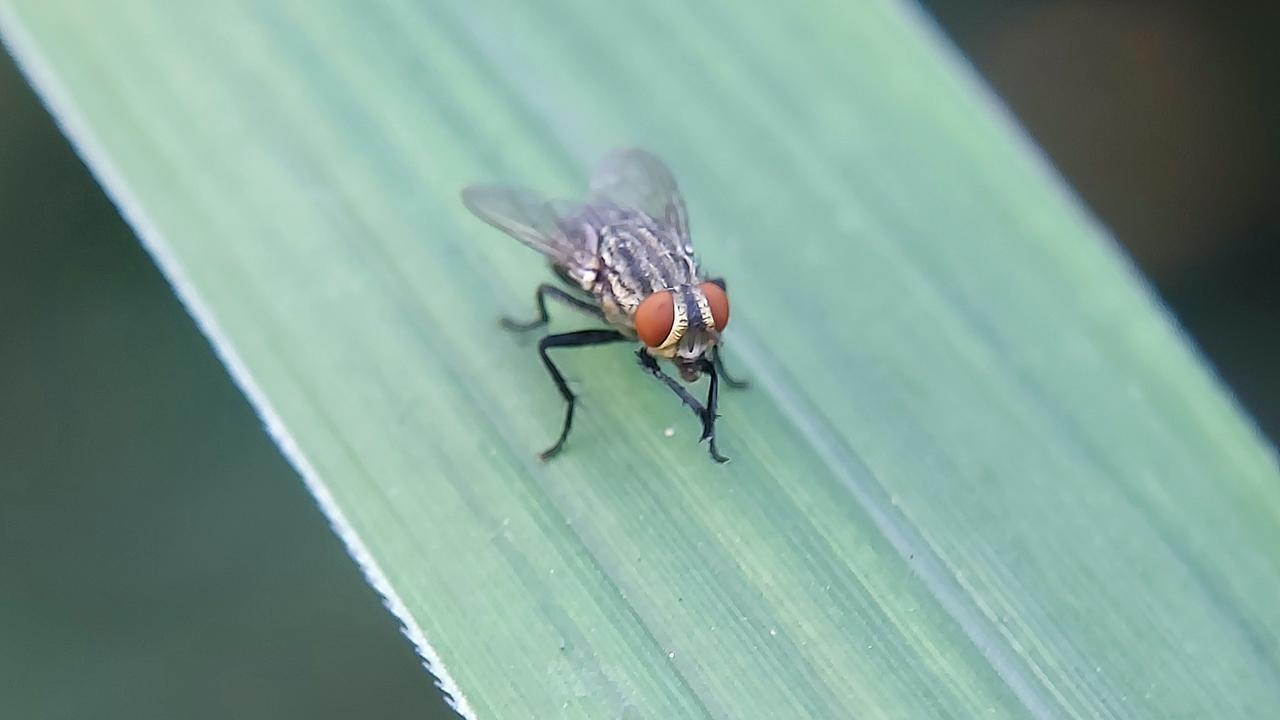 世界で話題になった虫にまつわる3つの不思議 | ギズモード・ジャパン
