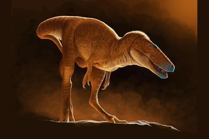 恐竜　化石標本　獣脚類　ティラノサウルス　幼体 獣脚類2025」14mスピノサウルスを日本初公開＆肉食恐竜の進化史