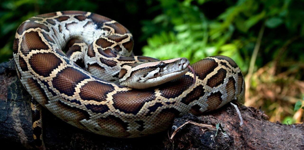 burmese-python-1280x853.jpeg?w