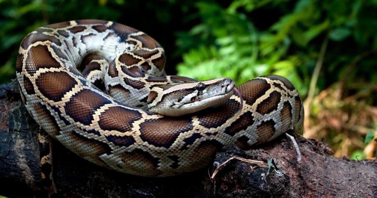burmese-python-1280x853.jpeg?w