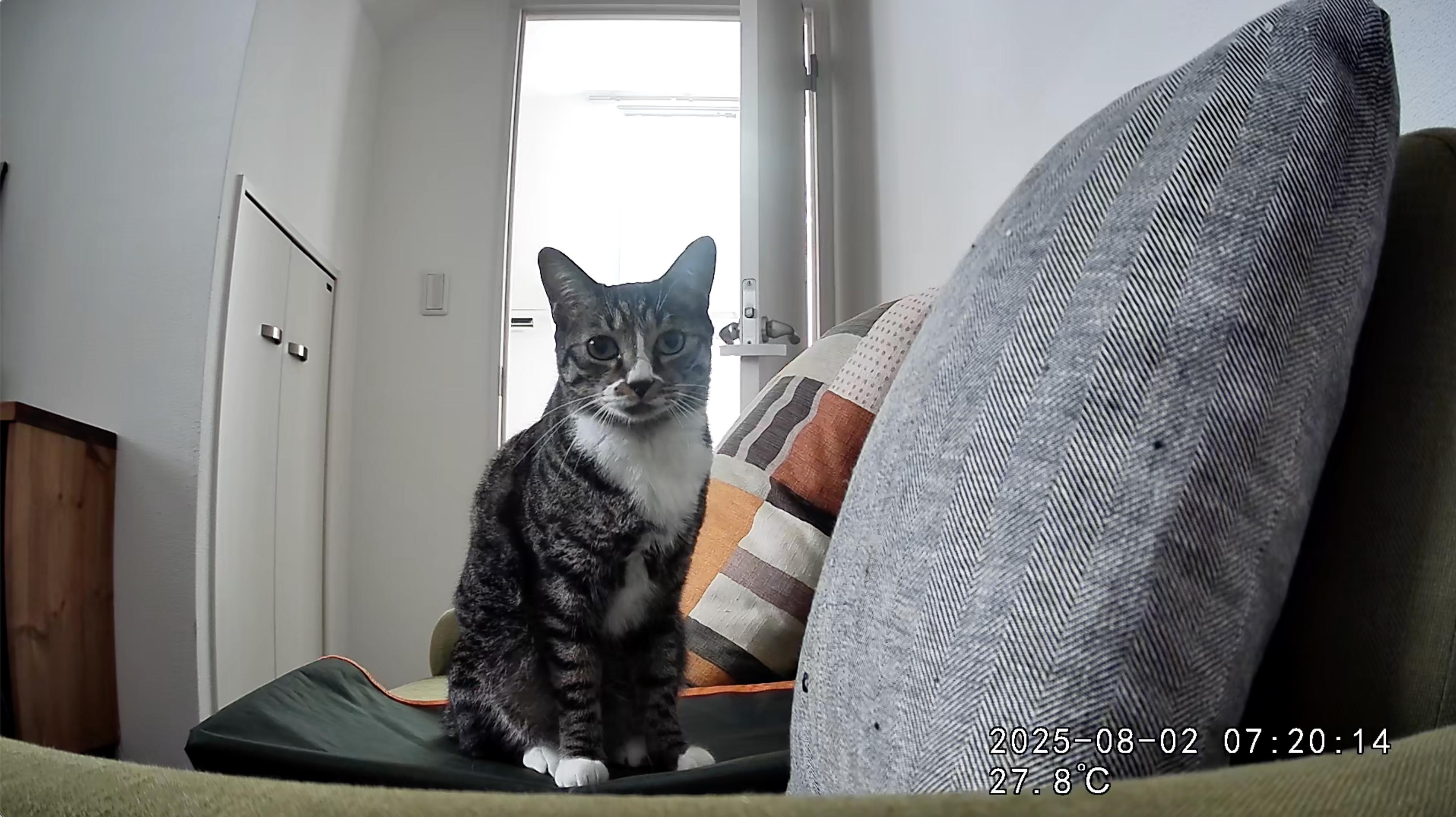 猫監視カメラ 見守りカメラ ペットカメラ ワイヤレスカメラ ネットワークカメラ