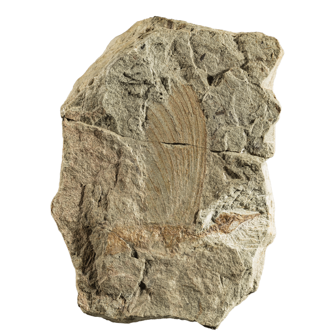 うろこでも羽毛でもない。2.5億年前の爬虫類にナゾの“飾り”発見