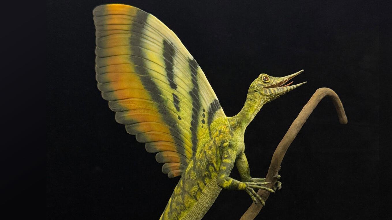 Model-of-Mirasaura-grauvogeli.