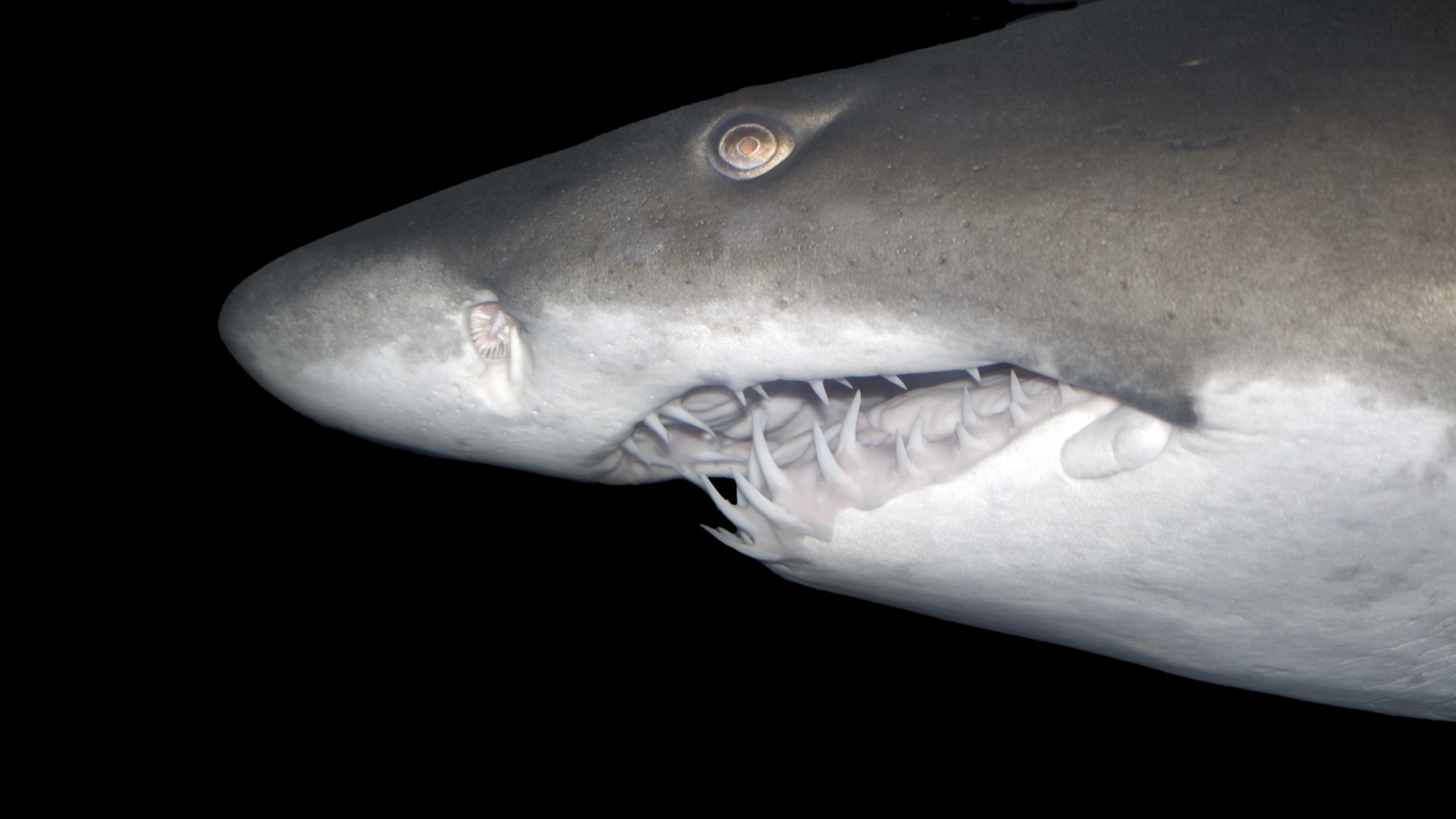 体長40cmの巨大ナナフシが発見される | ギズモード・ジャパン