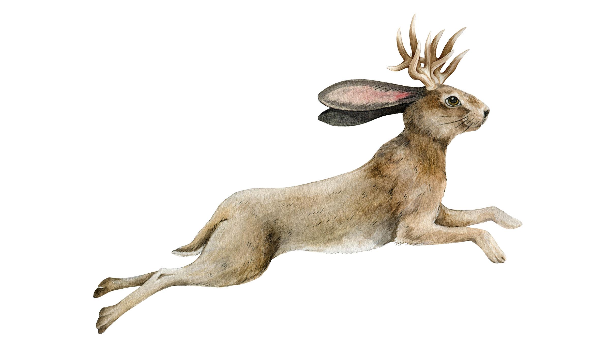 閲覧注意】触っちゃダメ。アメリカで｢ツノだらけのウサギ｣が見つかる