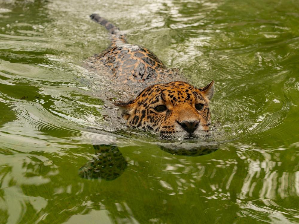 ブラジルのジャガー、ネコ科最長記録になる2.5kmを泳いだ理由が切ない