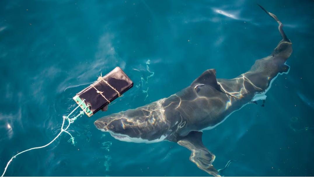 サメに噛まれても大丈夫？特殊ウェットスーツをテストしてみた結果