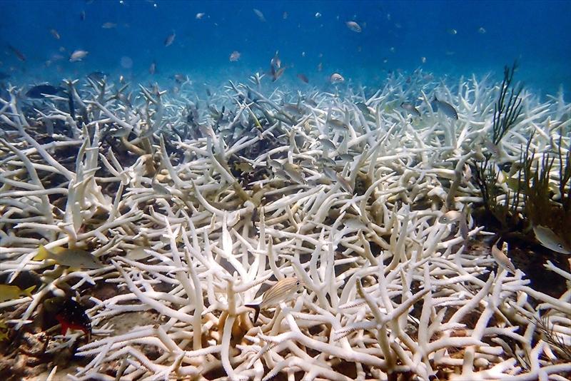 海水の温度上昇が止まらないサンゴ礁が耐えられない｢転換点｣に到達