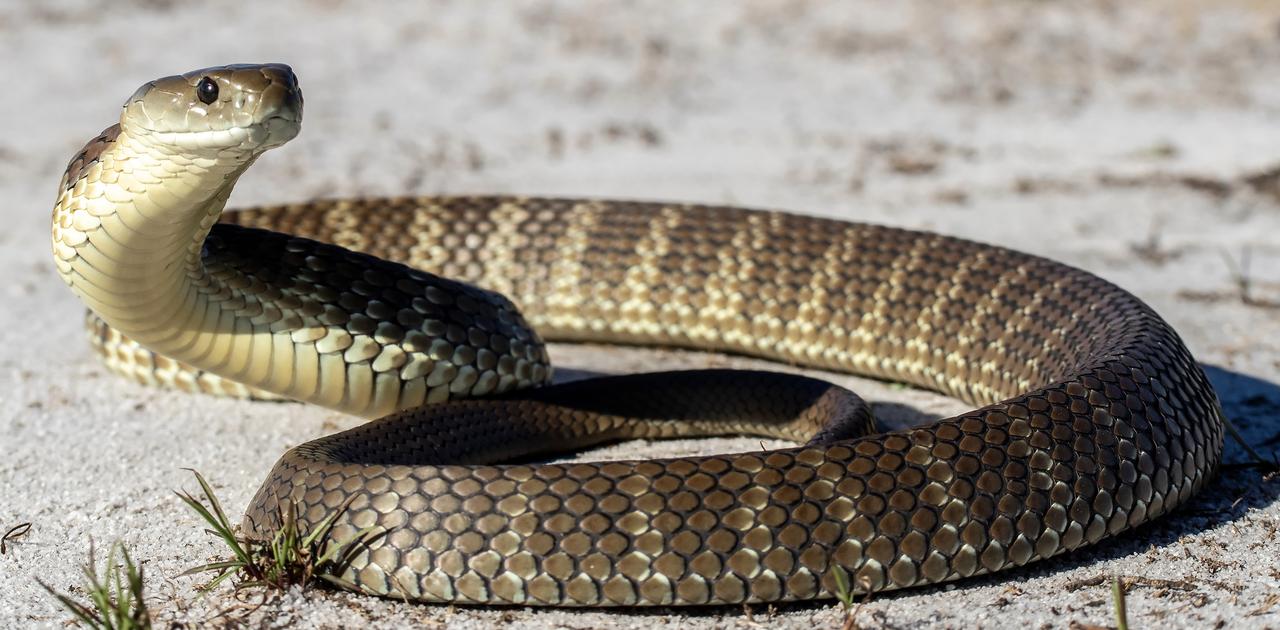 ギズモード・ジャパンのニュース記事「爬虫類のおしっこは｢石｣。そのメカニズムが痛風治療のヒントになるか？」の画像