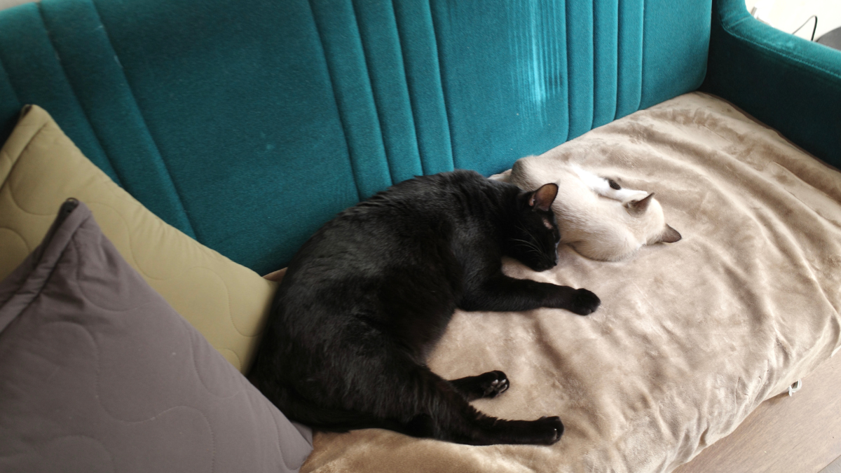 【無印がまた人をダメにする…】冷たいソファを「秒でぽかぽか」にする冬の必需品