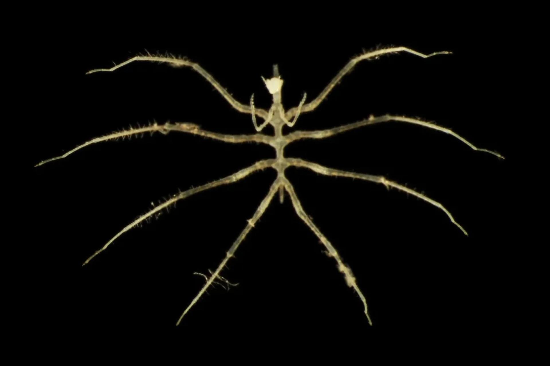 深海4,000メートルで4,000体以上の深海生物発見、しかもその88％は新種