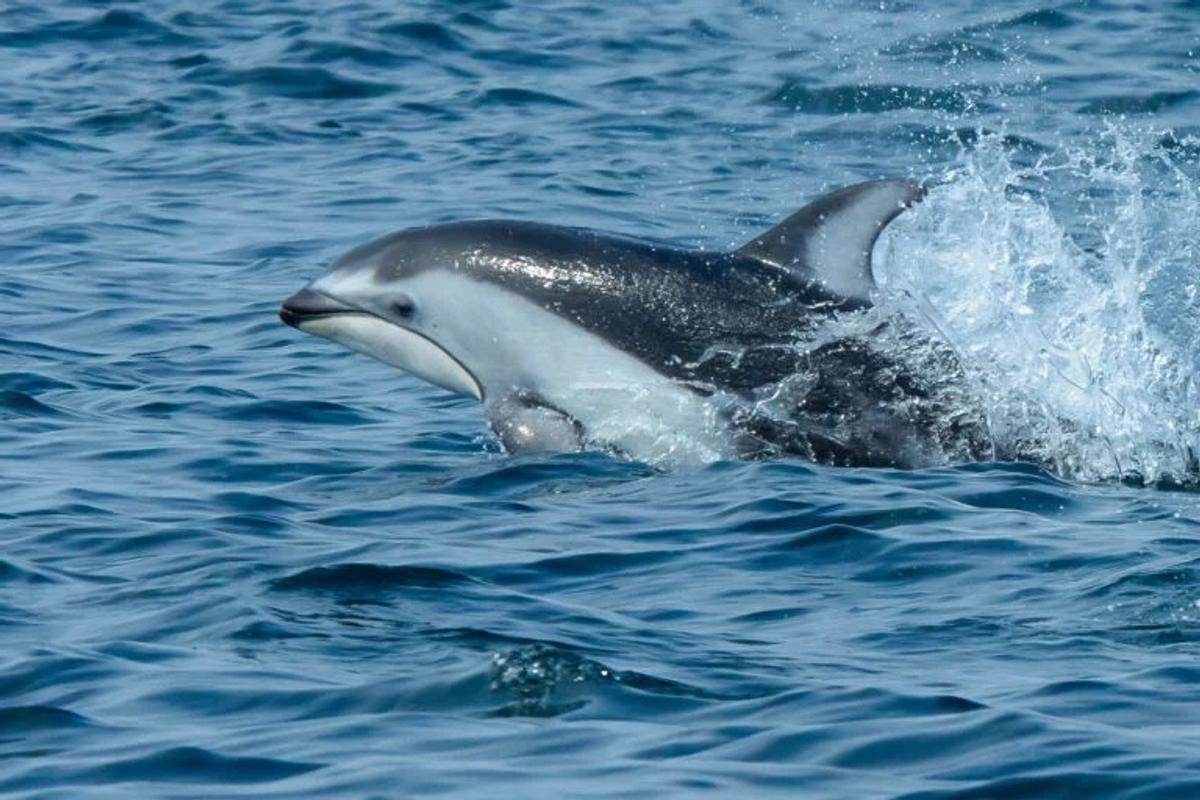 天敵のはずのシャチとイルカが連携プレー。協力して捕獲する様子の撮影
