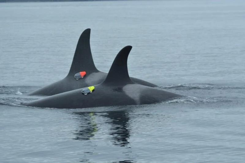 天敵のはずのシャチとイルカが連携プレー。協力して捕獲する様子の撮影