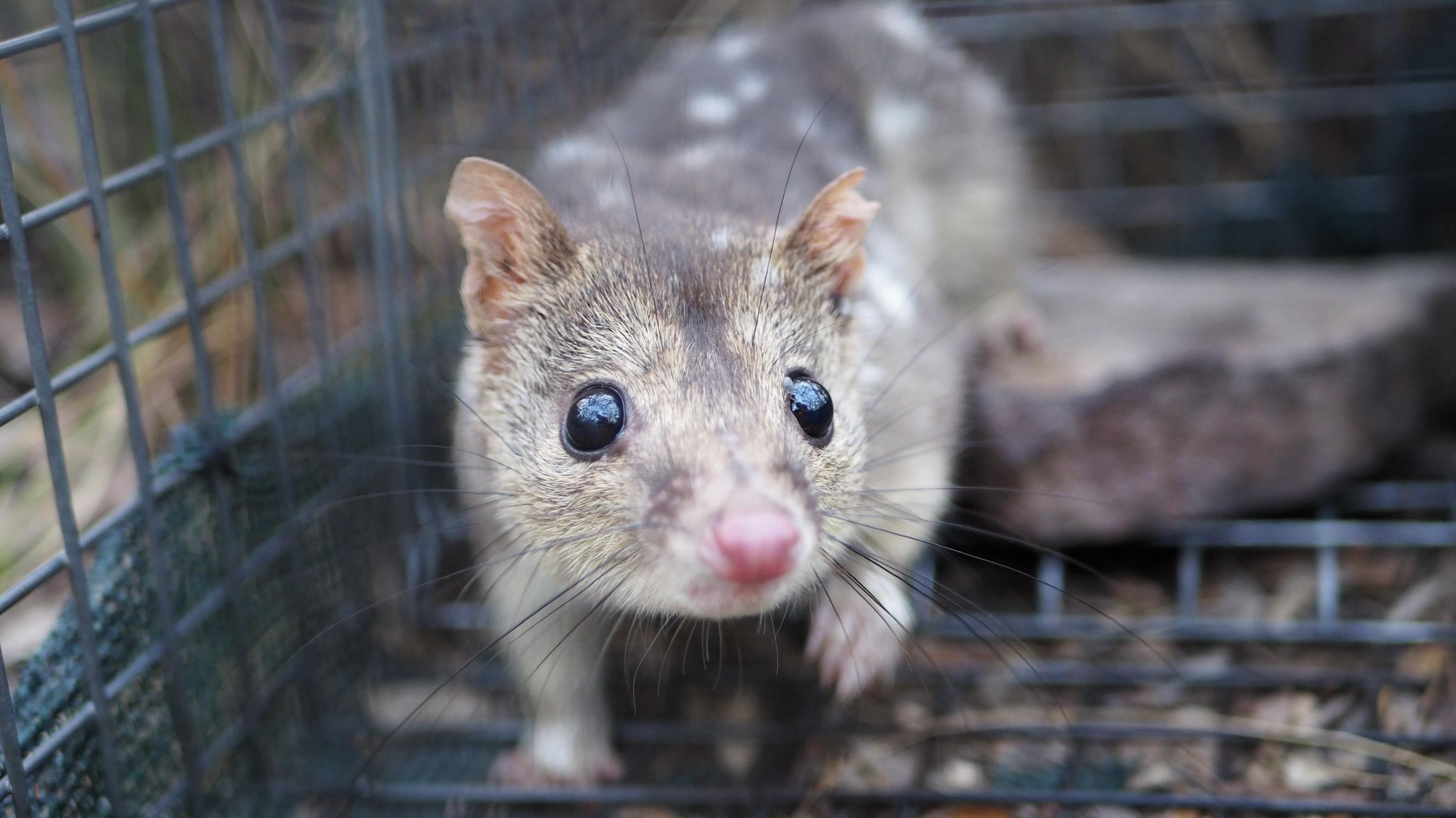体長40cmの巨大ナナフシが発見される | ギズモード・ジャパン