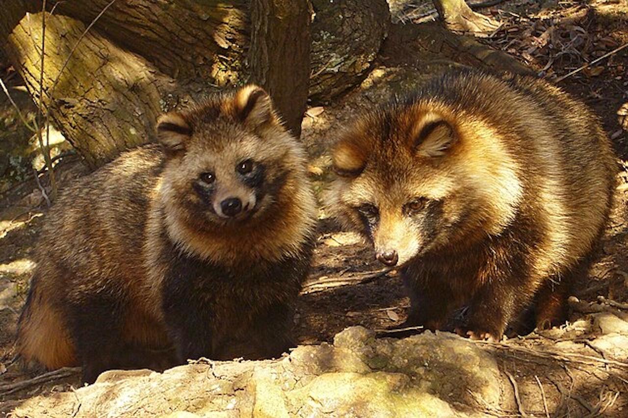 とっても奇妙だけど実在してる動物たち13選 | ギズモード・ジャパン