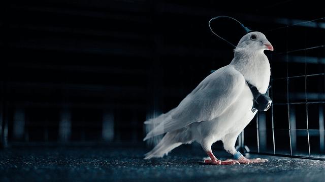 体長40cmの巨大ナナフシが発見される | ギズモード・ジャパン