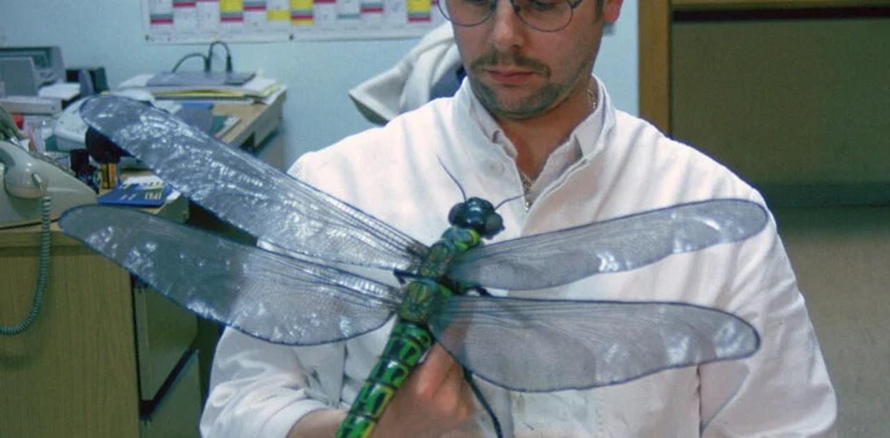巨大昆虫の謎を解き明かす!最新研究が明かす、3億年前のトンボの飛行の秘密