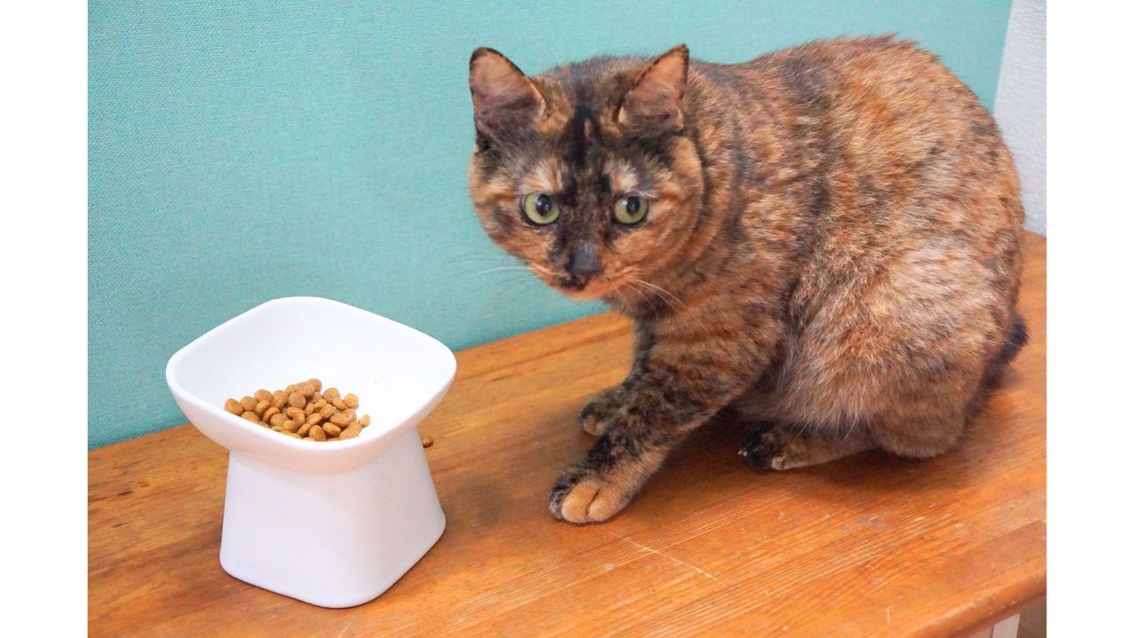 お猫様も下僕もしあわせ。山崎実業「食べやすいペットフードボウル」が絶妙なんです