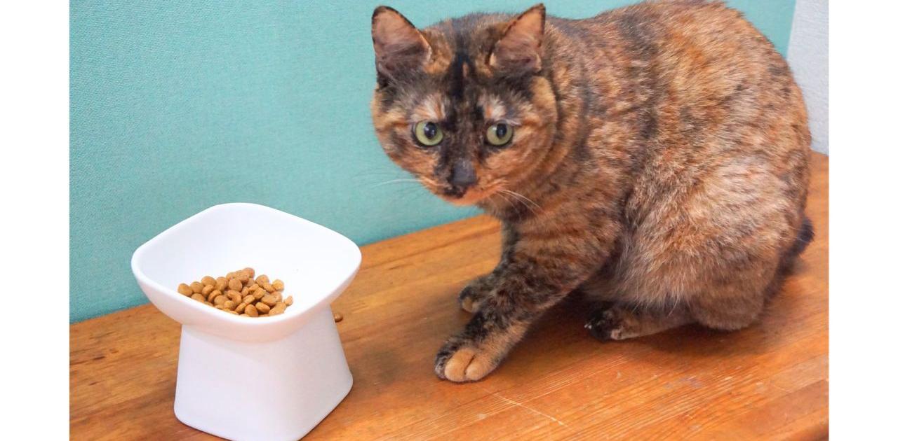 お猫様も下僕もしあわせ。山崎実業「食べやすいペットフードボウル」が絶妙なんです