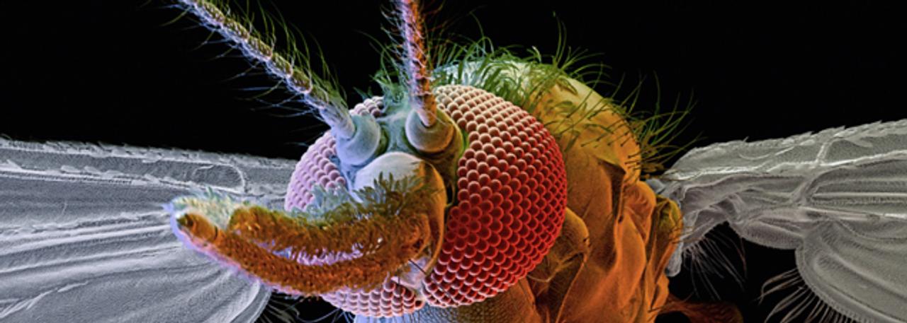 ビル・ゲイツが名指しする｢世界一凶暴な生物｣とは