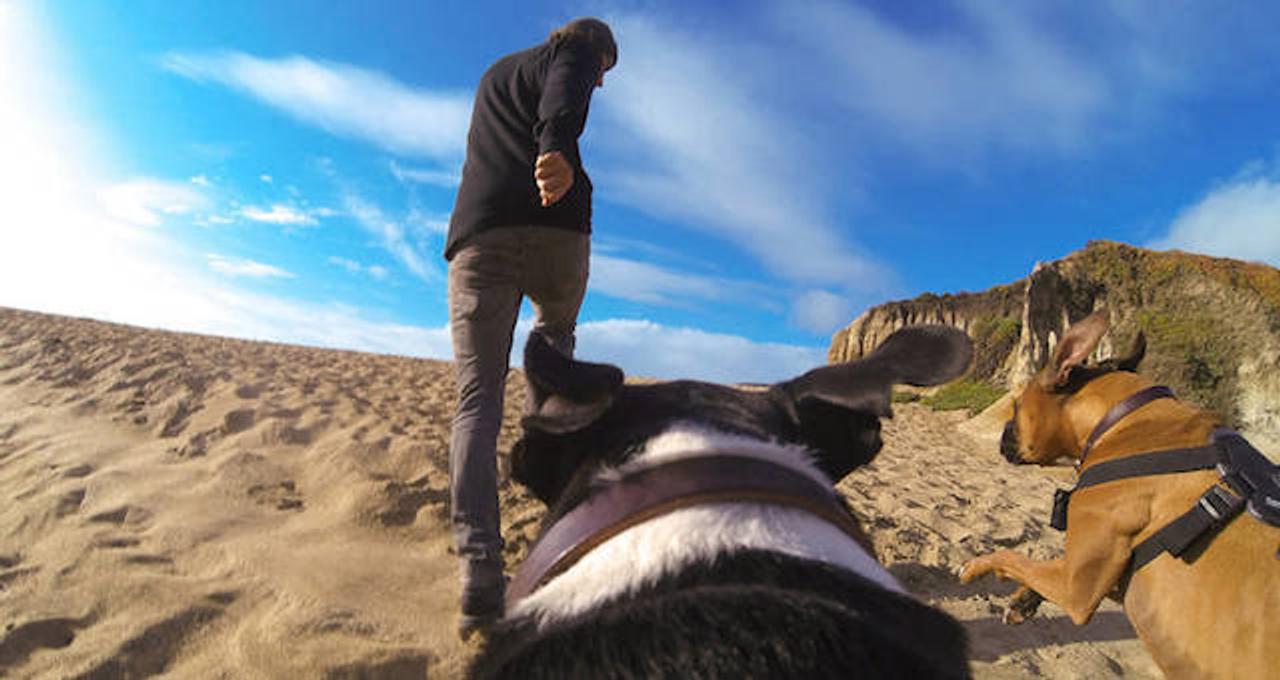 犬の世界はこう見える Goproから犬目線の動画が撮れる Fetchベルト 登場 ギズモード ジャパン