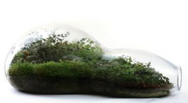 090318terrarium2.jpg