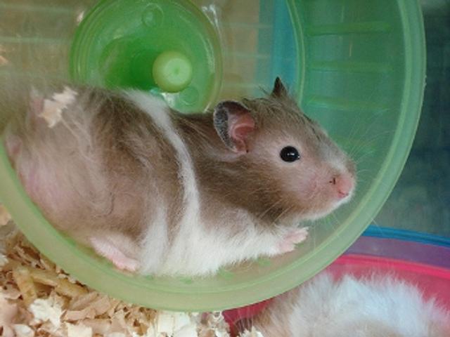 100105_hamster_wheel.jpg