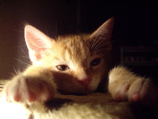 cat_newyear_tired-thumb-500x375-.jpg
