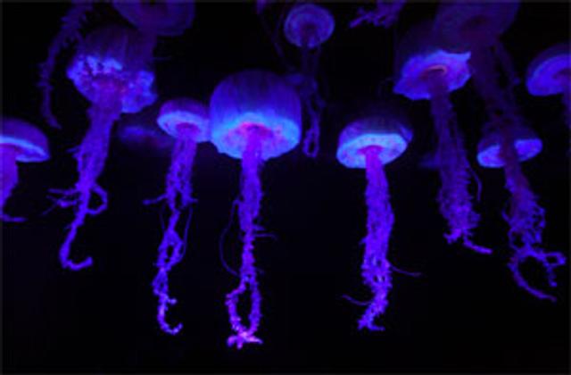 120116-myth-5-jellyfish-pee.jpg