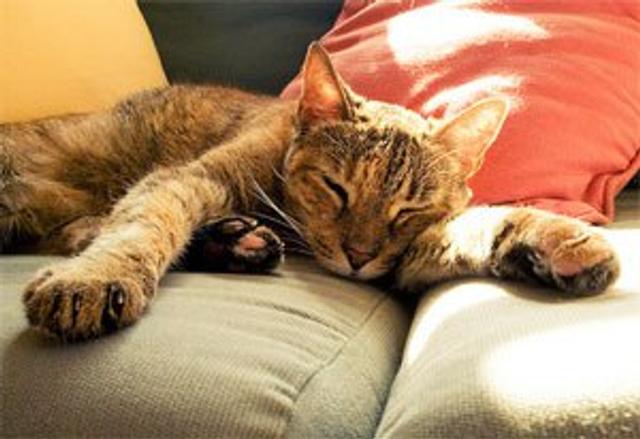 120314-sleeping-cat.jpg
