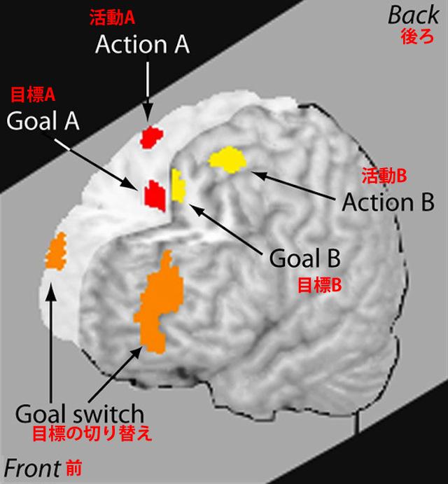 さまざまな活動を処理する複数の領域を、脳が切り替えていること