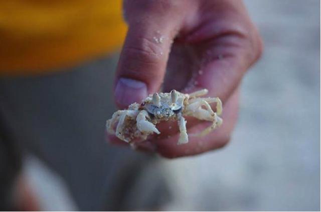 140829crab1.jpg