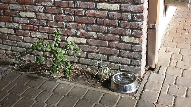 140918putdownyourpet6.jpg