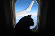 ペットを飛行機に乗せるときの10の注意点