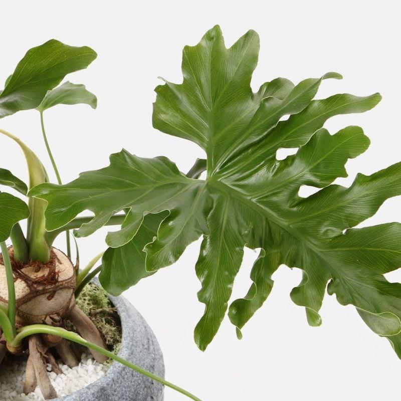 180312_philodendron_selloum_closeup