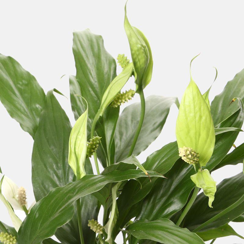 180312_spathiphyllum_closeup
