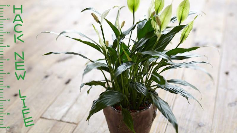 【コメント】観葉植物 初心者の方向け観葉植物講座：座学編｜dgz400