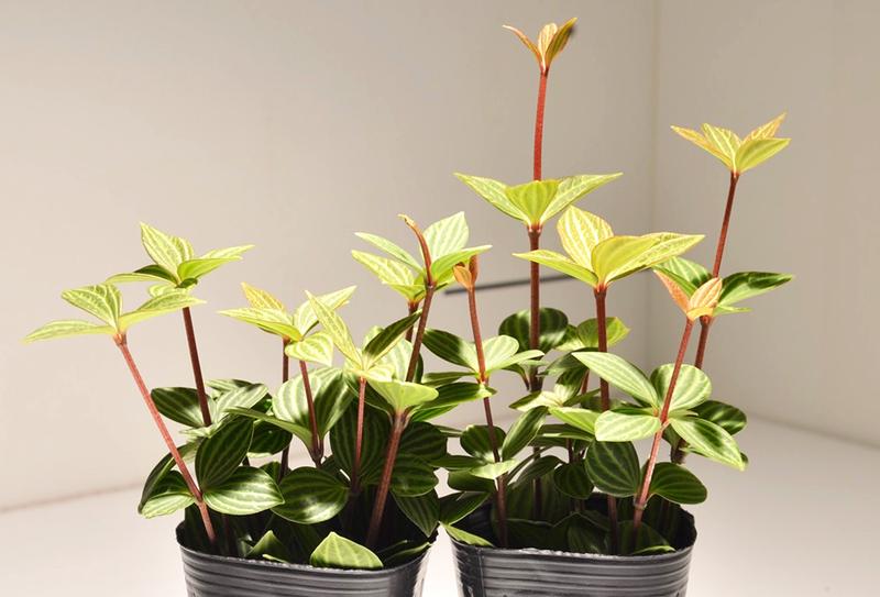 hacknewlife-foliage-plant13