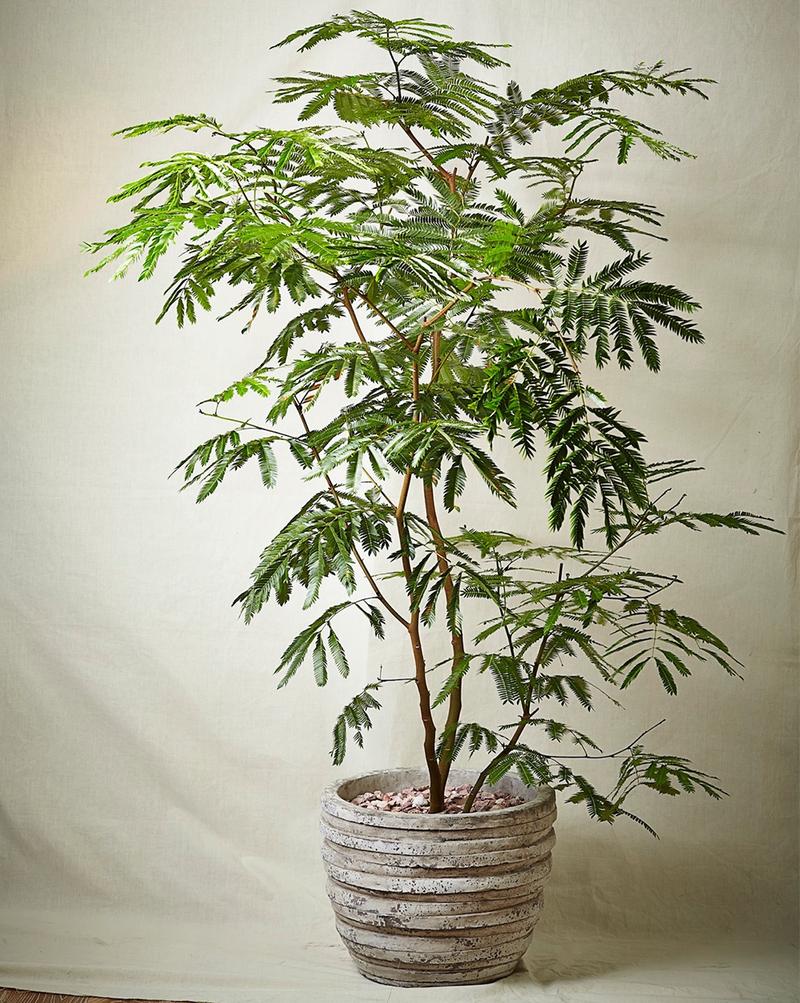 hacknewlife-foliage-plant21