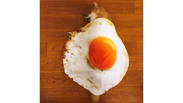 食べたくなるほどカワイイ。目玉焼きブランケットはいかが？ | ライフ