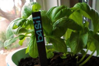 寒い季節に備えて鉢植えを室内に移すときのTips