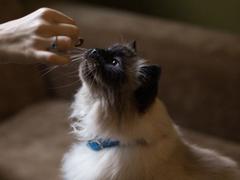 猫にストレスを与える餌のやり方していませんか？