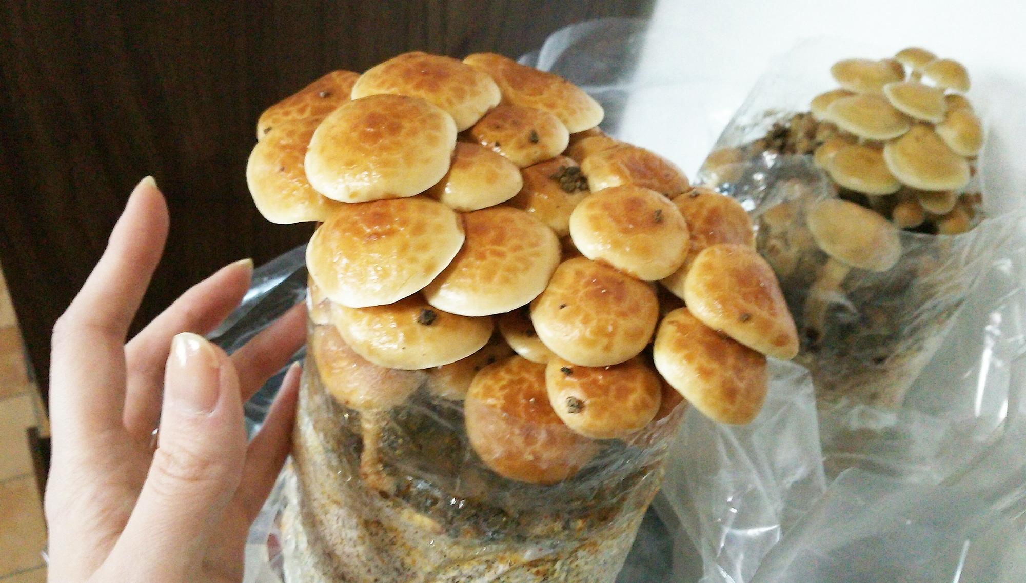 ITANSE おうちできのこ狩り! 「極旨しいたけ栽培キット」キノコ